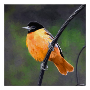Oriole Painting - Oorspronkelijke vogelkunst Perfect Poster