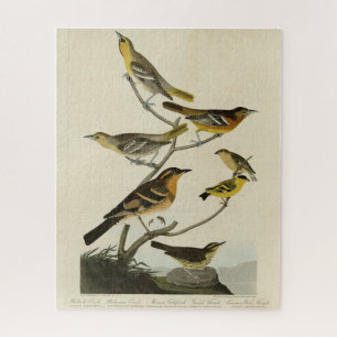 Oriolen, Thrushes, uit Audubon's Birds of America Legpuzzel