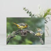 Orioles - Toutes les cartes de note d'occasion (Debout devant)