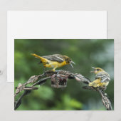 Orioles - Toutes les cartes de note d'occasion (Devant / Derrière)