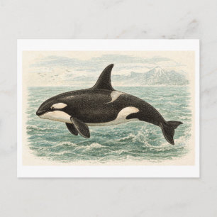 Orka-illustratie in vintage stijl briefkaart