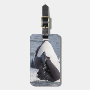 Orka walvis doorbreekt het wateroppervlak bagagelabel