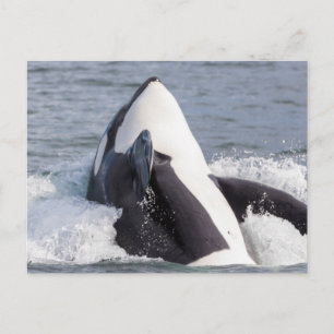 Orka walvis doorbreekt het wateroppervlak briefkaart