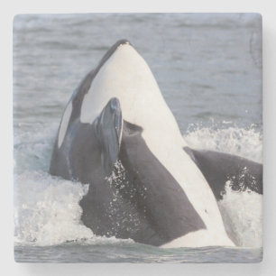 Orka walvis doorbreekt het wateroppervlak stenen onderzetter