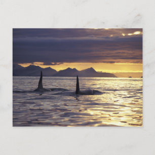 Orka's of zwaardwalvissen briefkaart