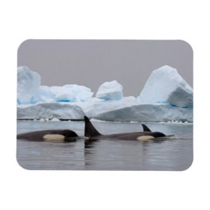 Orka's, Orcinus orca, groep Magneet