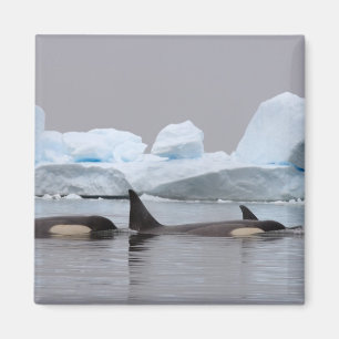 Orka's, Orcinus orca, groep Magneet