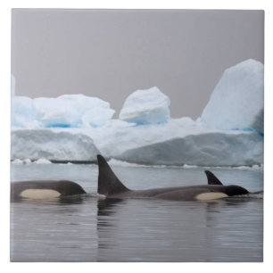 orka's, Orcinus orca, groep Tegeltje