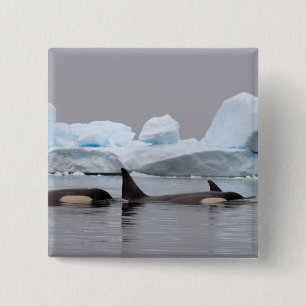 Orka's, Orcinus orca, groep Vierkante Button 5,1 Cm