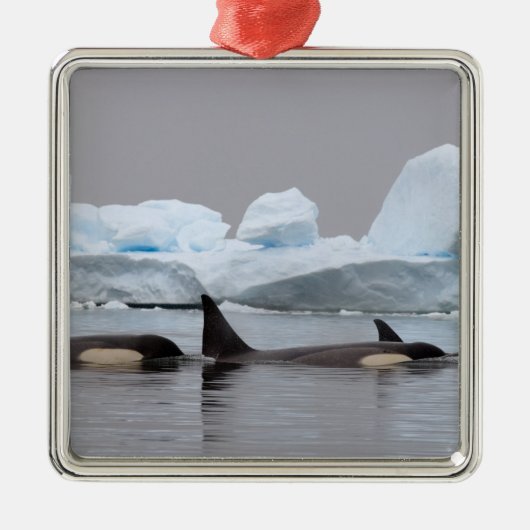 orka's, orcinus orca, peul metalen ornament (Voorkant)