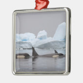 orka's, orcinus orca, peul metalen ornament (Links)