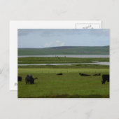 Orkney de pâturage de carte postale (Devant / Derrière)