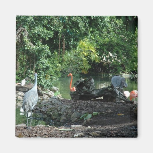 Orlando Florida Magnet Magneet (Voorkant)