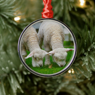 Ornament met twee lammeren