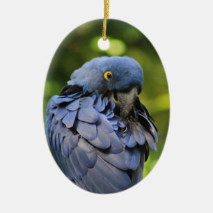 Ornament van blauwe papegaai