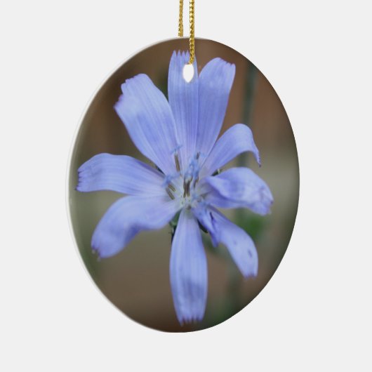 Ornament van cichorei (Rechts)