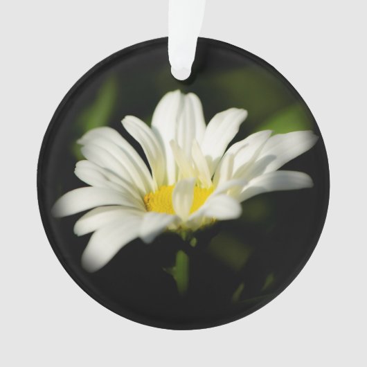 Ornement acrylique rond Oxeye Daisy (devant)