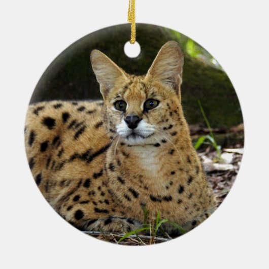 Ornement africain de Noël de Serval (Dos)