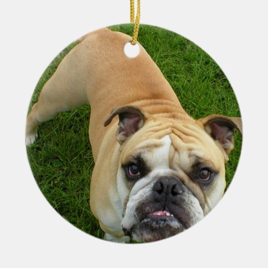 Ornement américain de bouledogue (Devant)