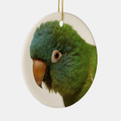 ornement Bleu-couronné de Conure (Droite)