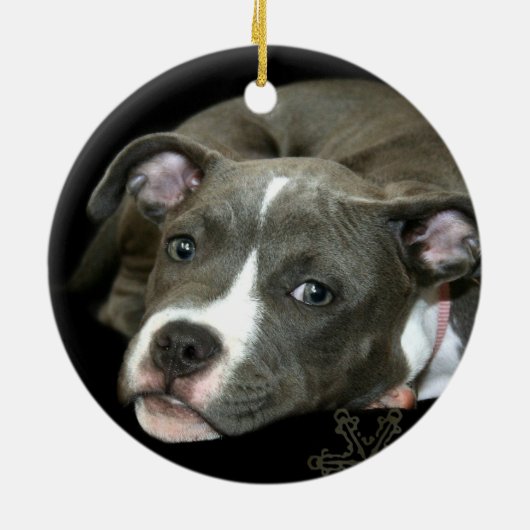 Ornement bleu de chiot de pitbull (Dos)