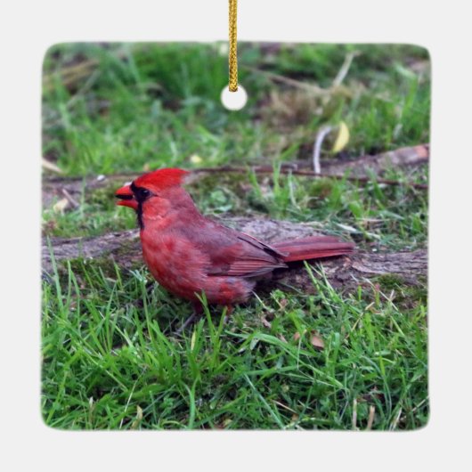 Ornement cardinal (Dos)