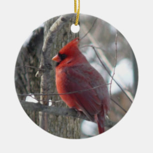 Ornement cardinal de Noël de photographie (oiseau