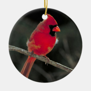 Ornement cardinal rouge de Noël