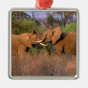 Ornement Carré Argenté Afrique, Kenya, Samburu. Défi de l'éléphant