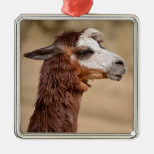 Ornement Carré Argenté Alpaca gris portrait