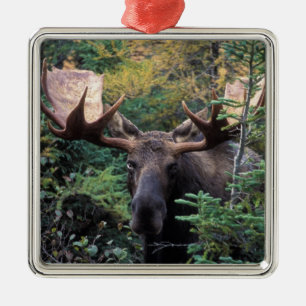 Ornement Carré Argenté Amérique du Nord, Canada, Nouvelle-Écosse, Cap-Bre