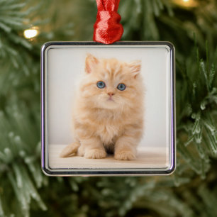 Ornement Carré Argenté Animaux de bébés cutest A British Longhair Kitte
