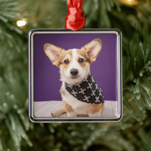 Ornement Carré Argenté Animaux de bébés cutest   Corgi Puppy Skull Bandan