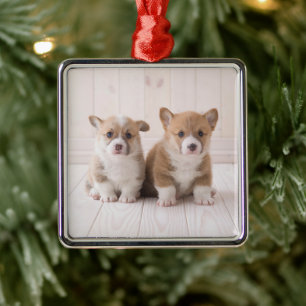 Ornement Carré Argenté Animaux de bébés cutest   Deux Bébés Corgis assis