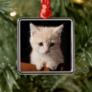 Ornement Carré Argenté Animaux de bébés cutest Ginger Kitten