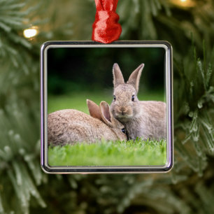 Ornement Carré Argenté Animaux de bébés cutest   Lapins de lapin sauvage