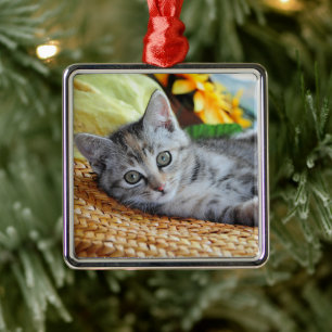 Ornement Carré Argenté Animaux de bébés cutest   Lounge Kitten