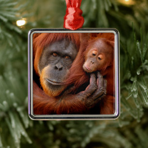 Ornement Carré Argenté Animaux de bébés cutest   Orangutan Maman & Baby
