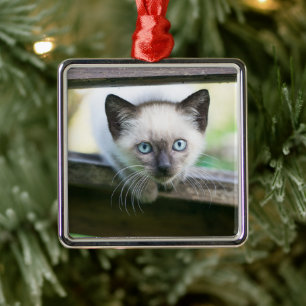 Ornement Carré Argenté Animaux de bébés cutest Siamese Kitten 2