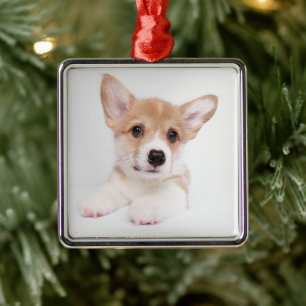 Ornement Carré Argenté Animaux de bébés cutest Sweet Baby Corgi