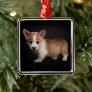 Ornement Carré Argenté Animaux de bébés cutest Tiny Corgi
