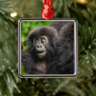 Ornement Carré Argenté Animaux de bébés cutest Young Mountain Gorilla