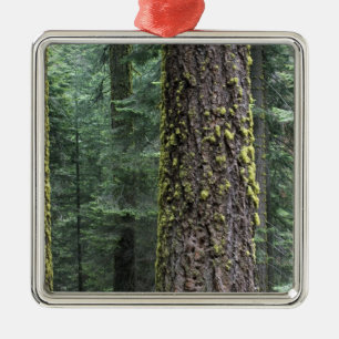 Ornement Carré Argenté arbres de Séquoia géants dans la forêt, Sequoia et