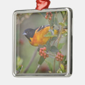 Ornement Carré Argenté Baltimore Oriole (Gauche)