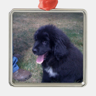 Ornement Carré Argenté Beau chiot de Newfie (race de chien de