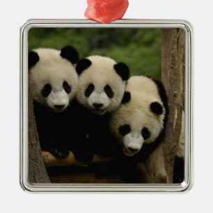 Ornement Carré Argenté Bébés de panda géant Ailuropoda melanoleuca)