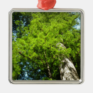 Ornement Carré Argenté Boughs de séquoia dans le parc national Redwood