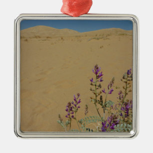 Ornement Carré Argenté Buisson d'indigo du Mojave et dunes de Kelso