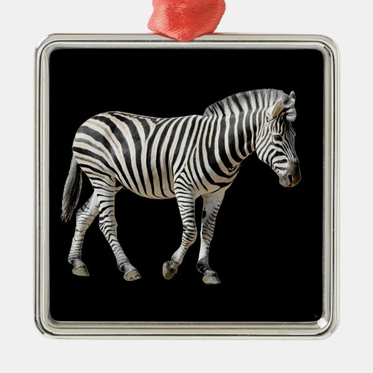 Ornement Carré Argenté Burchell Zebra isolé (Devant)