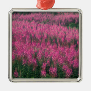 Ornement Carré Argenté Canada, Québec, Gaspe. Fleurs de Lythrum violet,